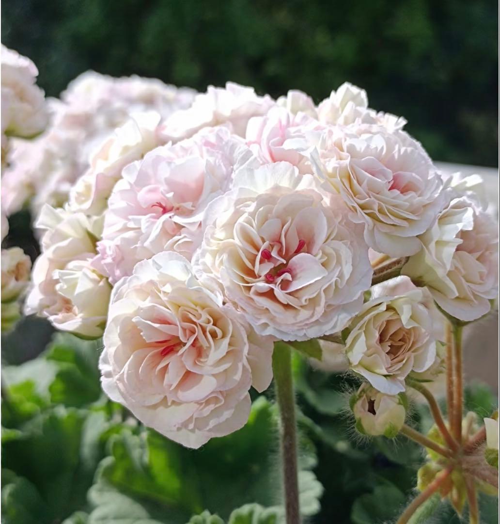 フリフリ花びらゼラニウム　希少品種ゼラニウム　レア品種ゼラニウム　wln04