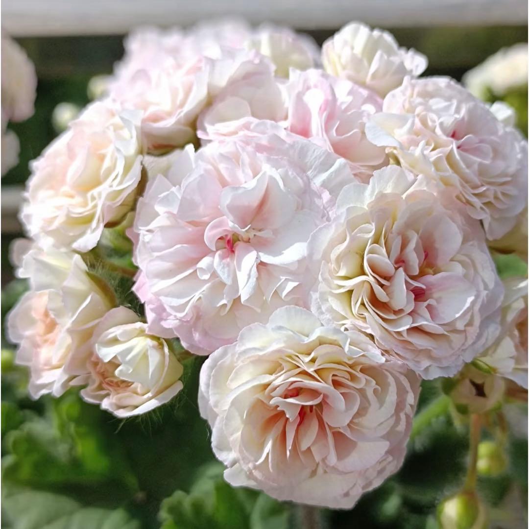 フリフリ花びらゼラニウム　希少品種ゼラニウム　レア品種ゼラニウム　wln04