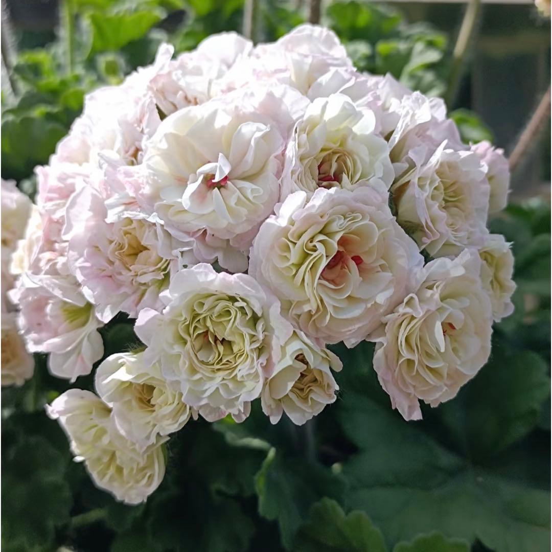 フリフリ花びらゼラニウム　希少品種ゼラニウム　レア品種ゼラニウム　wln04