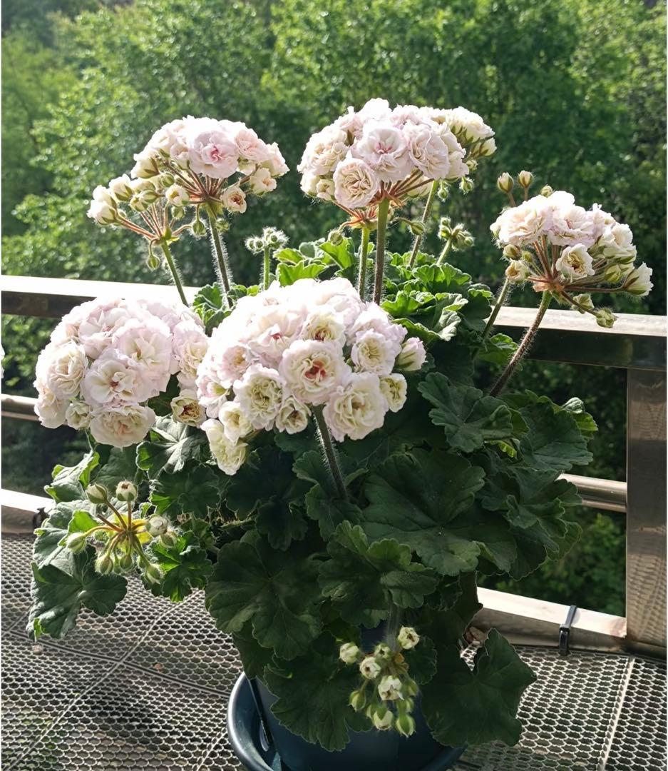 フリフリ花びらゼラニウム　希少品種ゼラニウム　レア品種ゼラニウム　wln04