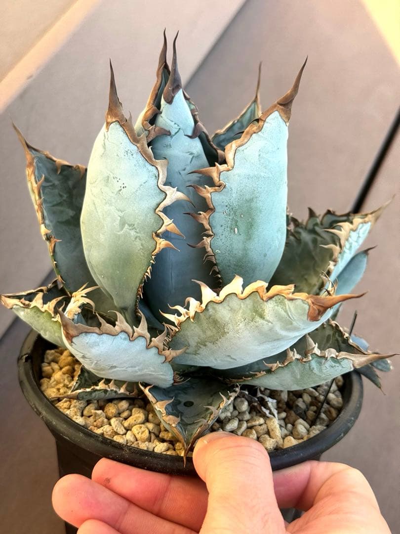 アガベ　チタノタ　ライオンズメーン　親株　美株