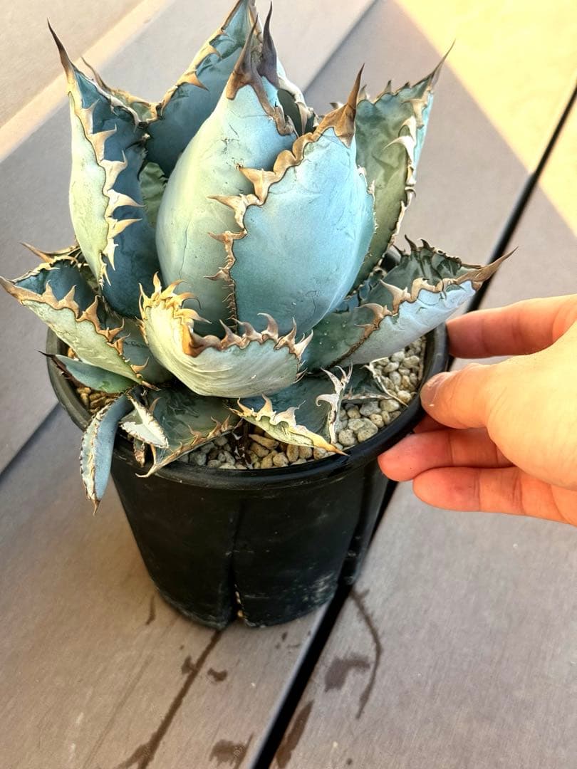 アガベ　チタノタ　ライオンズメーン　親株　美株