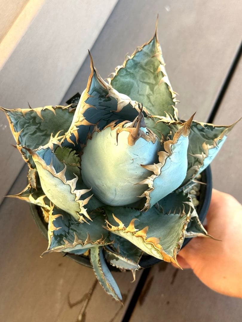 アガベ　チタノタ　ライオンズメーン　親株　美株