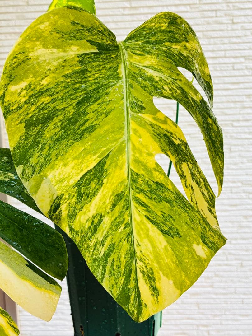 【超希少美斑】モンステラ　ボルシギアナ　オーレア　黄斑入り