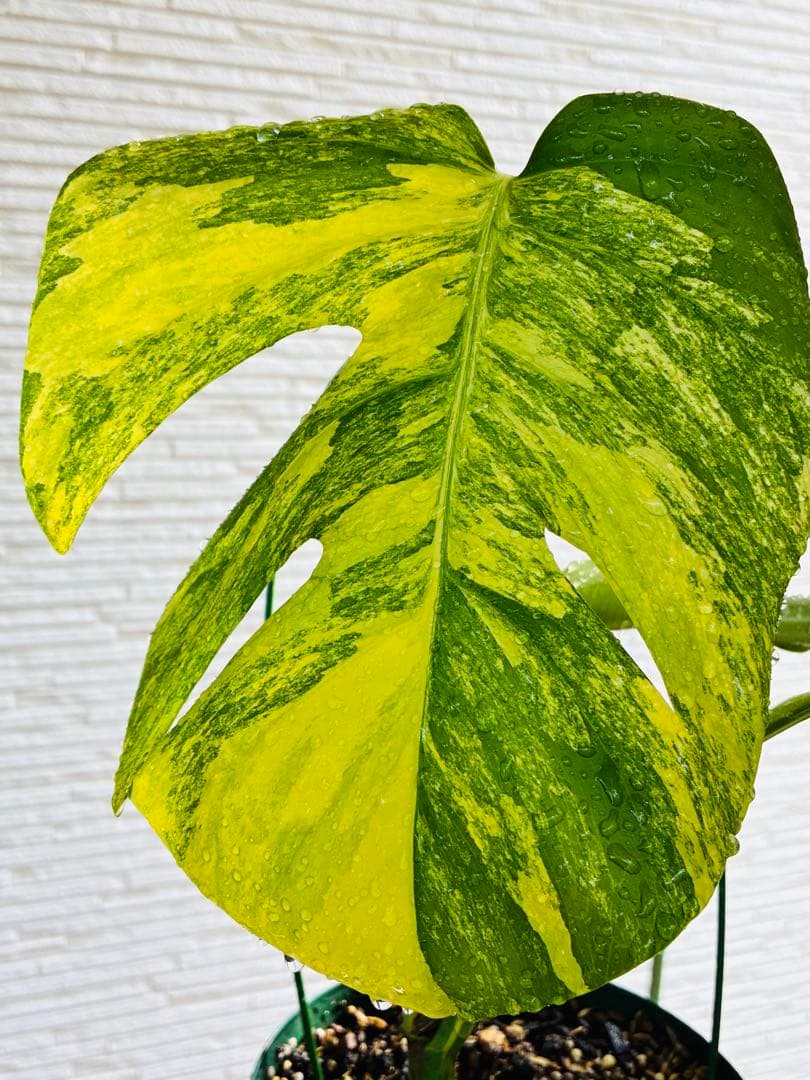 【超希少美斑】モンステラ　ボルシギアナ　オーレア　黄斑入り