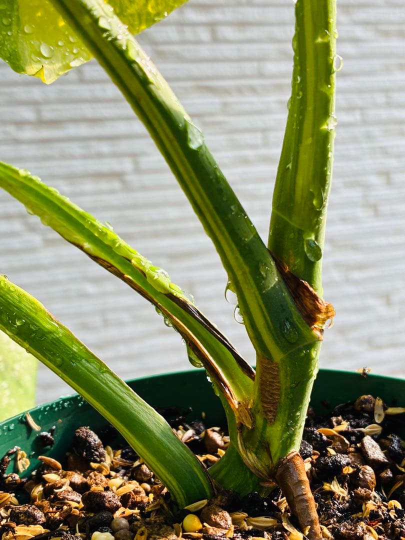 【超希少美斑】モンステラ　ボルシギアナ　オーレア　黄斑入り