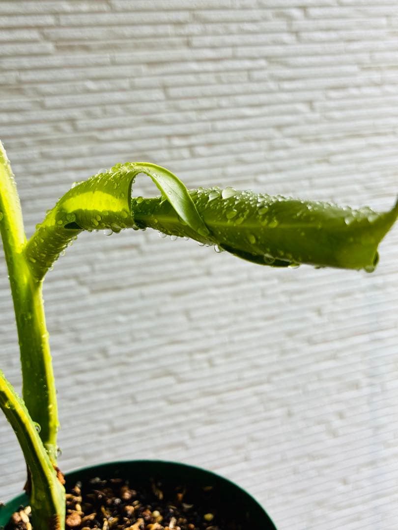 【超希少美斑】モンステラ　ボルシギアナ　オーレア　黄斑入り