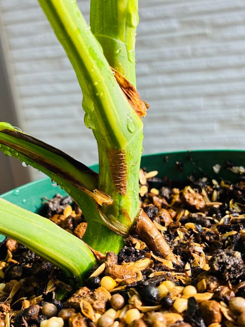 【超希少美斑】モンステラ　ボルシギアナ　オーレア　黄斑入り