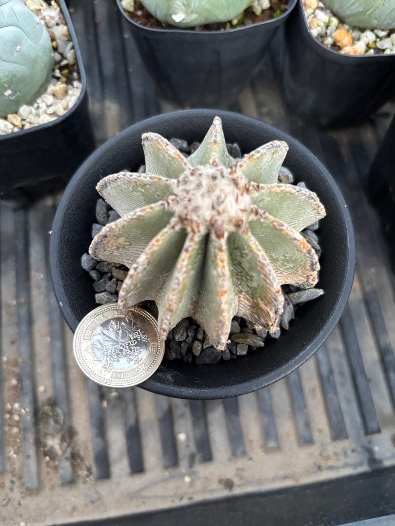 アズテキウム　ヒントニー