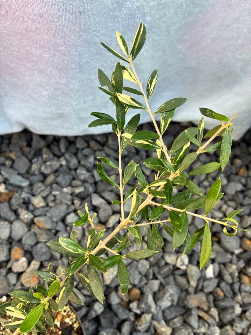 斑入りオリーブ苗　③