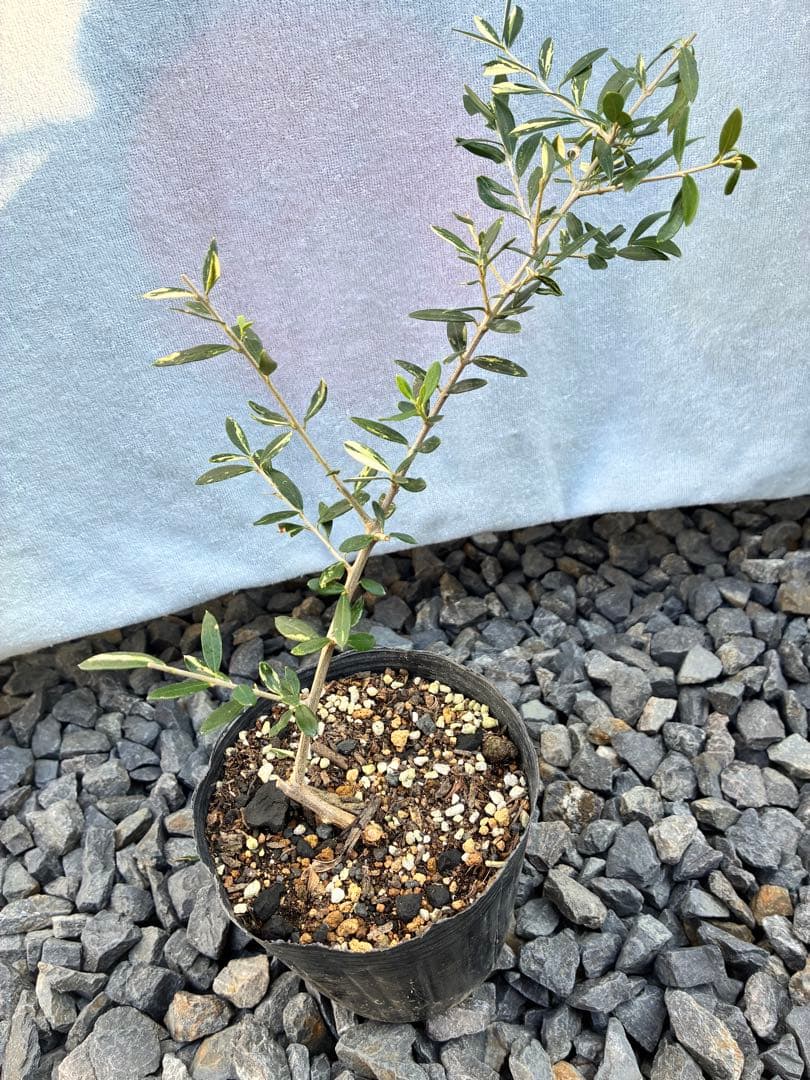 斑入りオリーブ苗　③