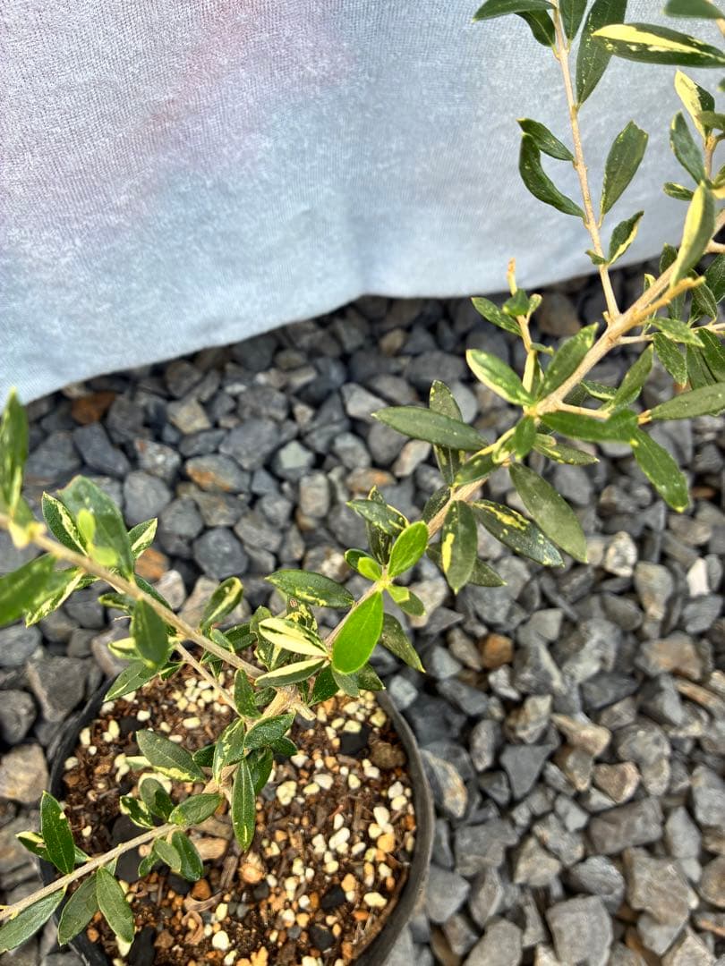 斑入りオリーブ苗　③