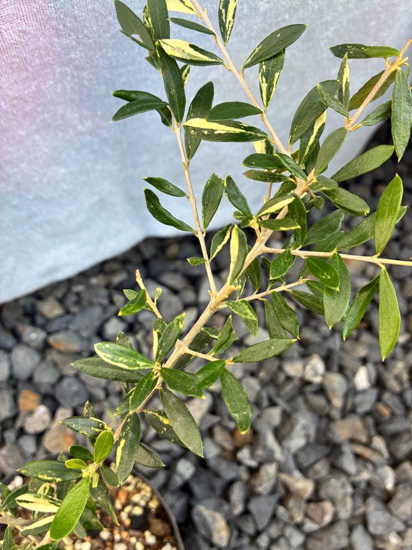 斑入りオリーブ苗　③