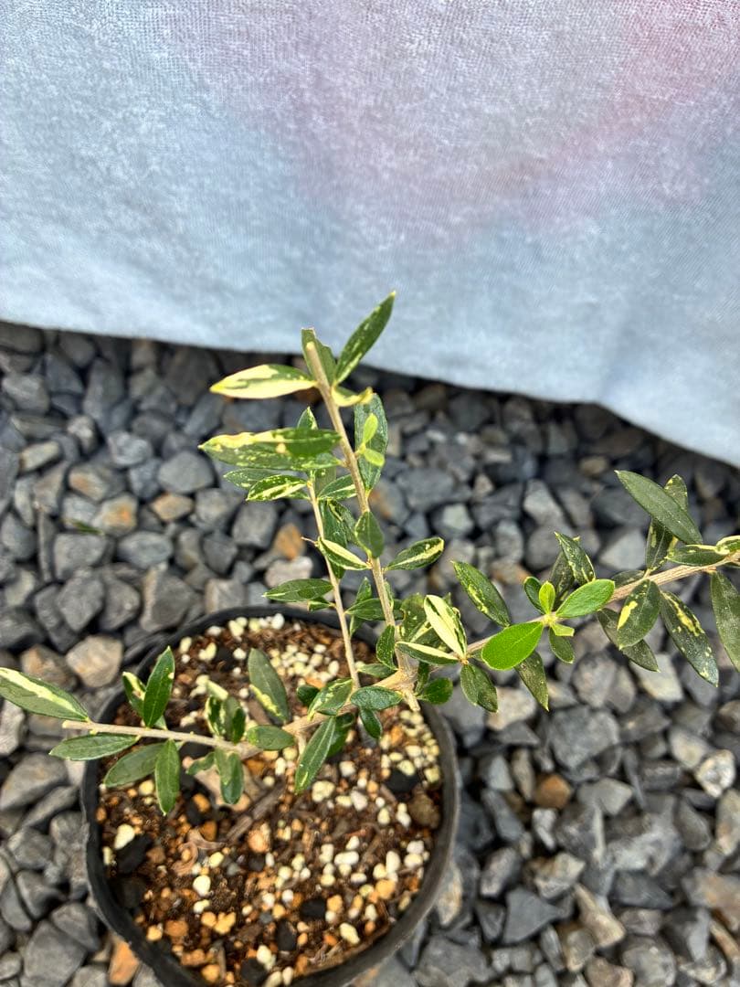 斑入りオリーブ苗　③