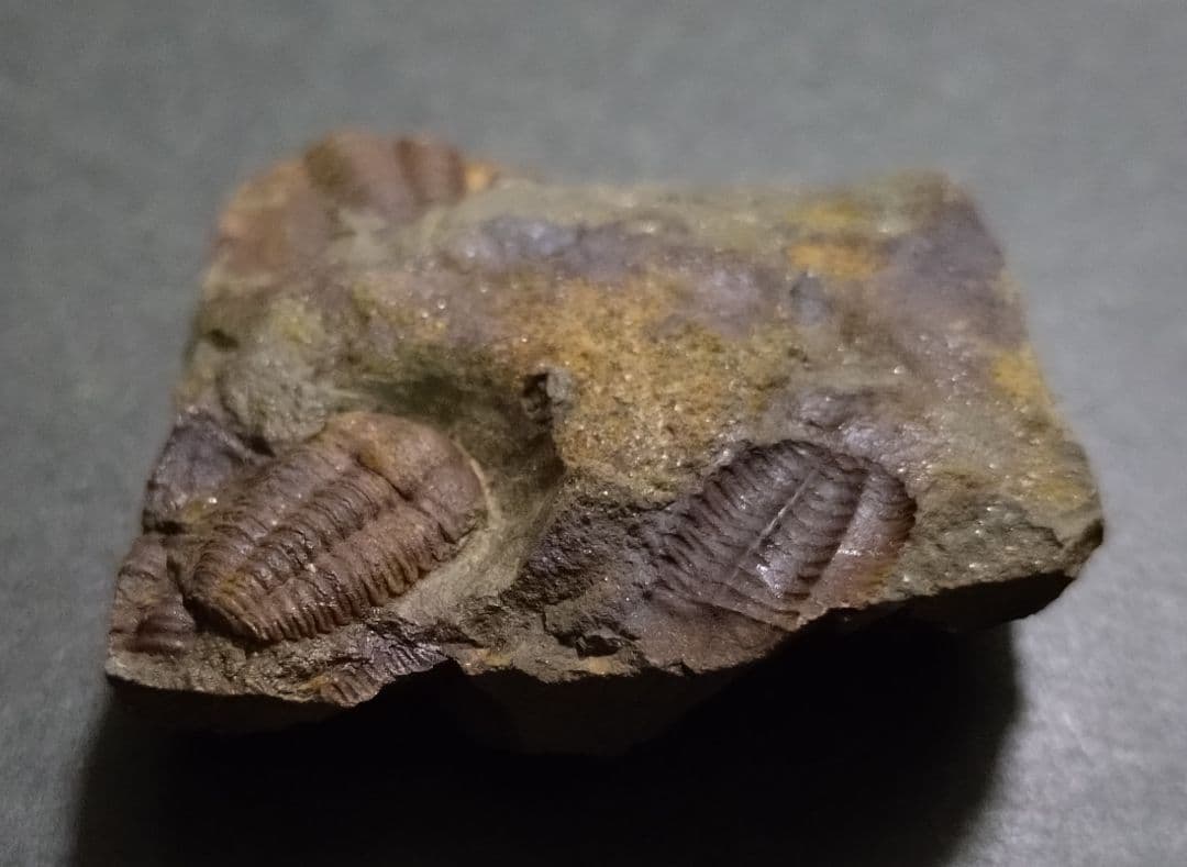 カンブリア紀】チェコインツェ産珍しい三葉虫 エリプソセファルス