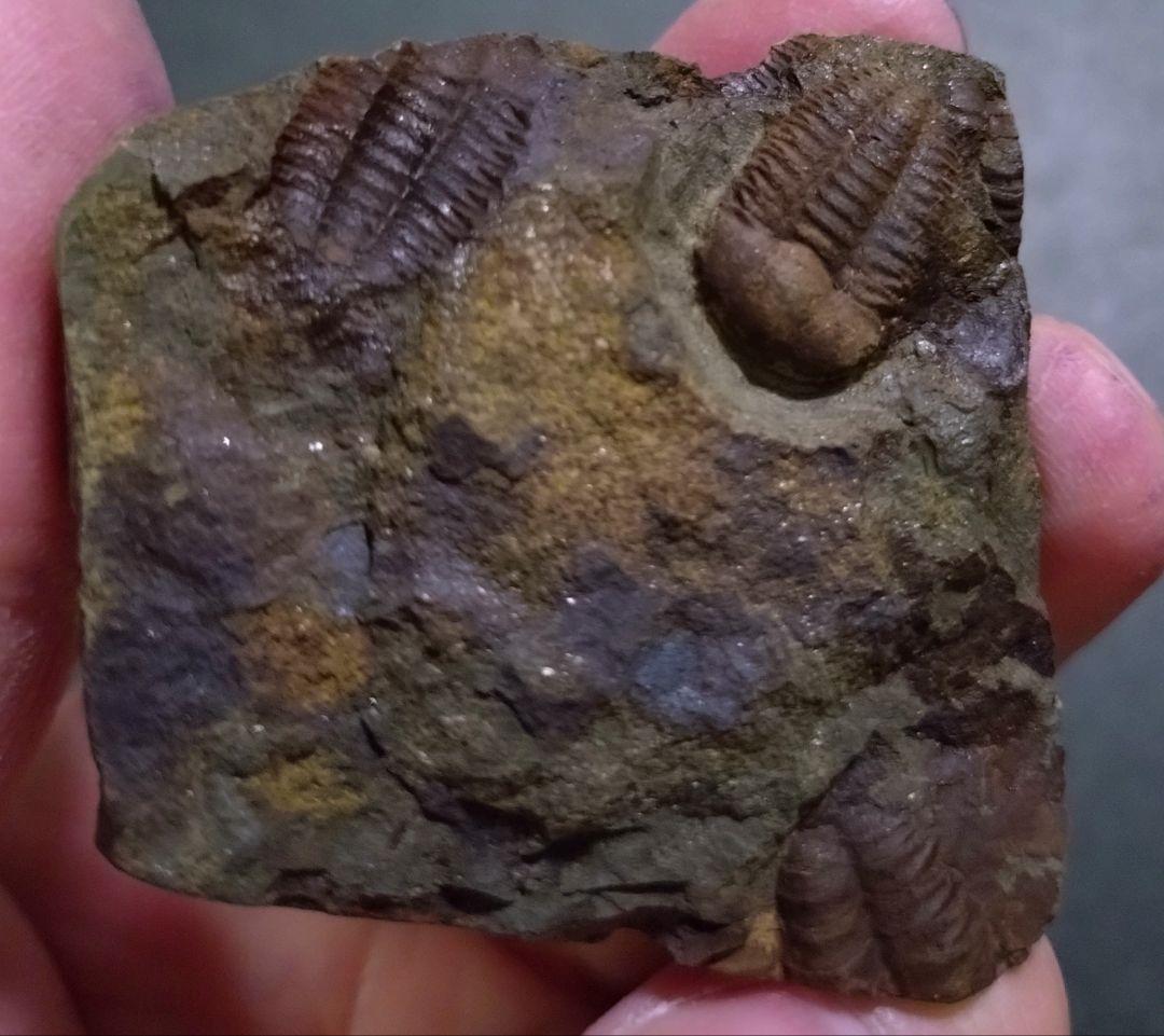 カンブリア紀】チェコインツェ産珍しい三葉虫 エリプソセファルス