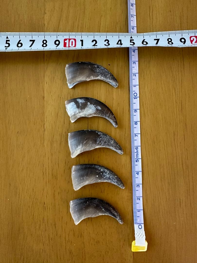 ヒグマの爪