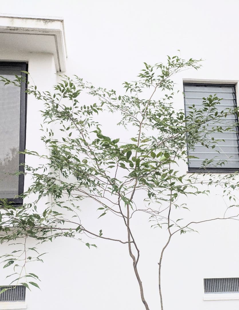 清秀。。山採りハイノキ。。