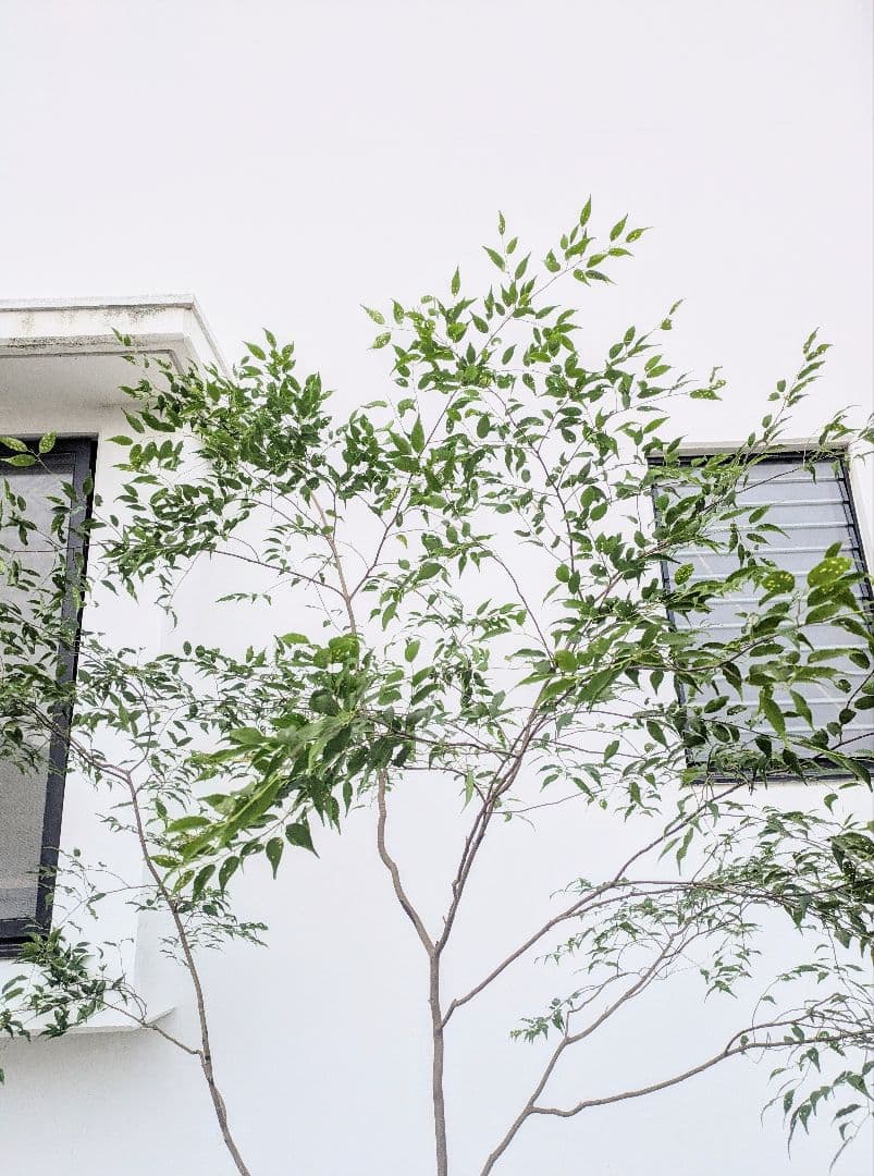 清秀。。山採りハイノキ。。