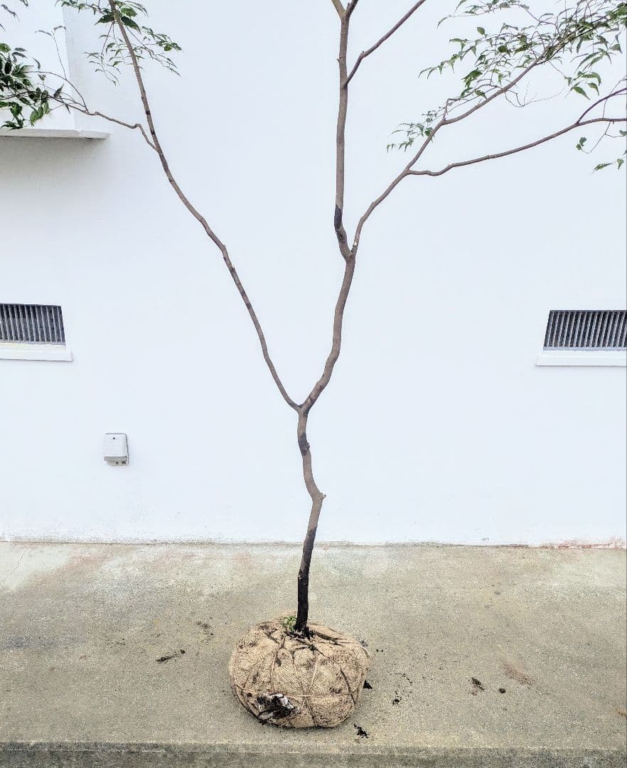 清秀。。山採りハイノキ。。