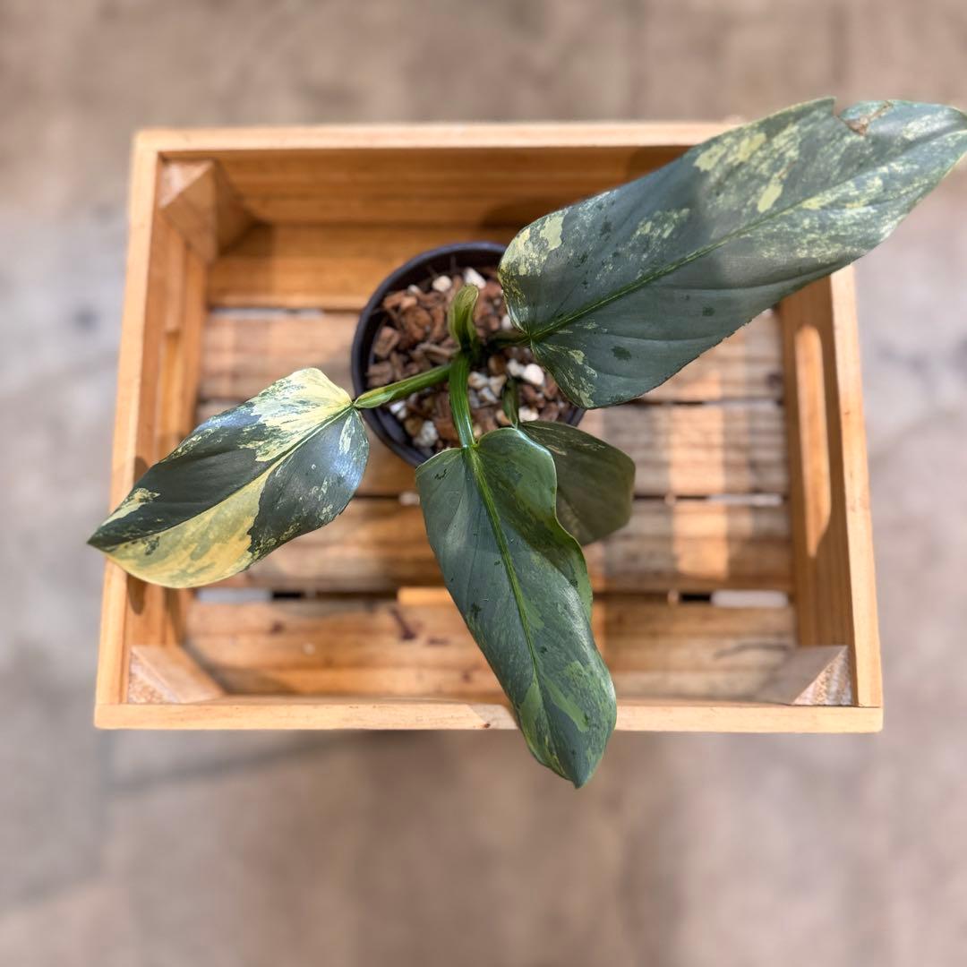 52 フィロデンドロン シルバーソード 斑入り - メルカリ