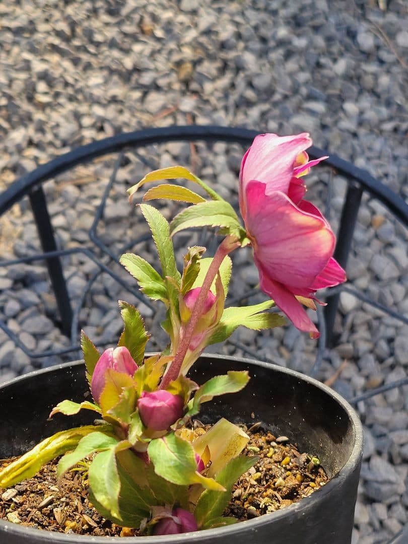 広瀬園芸　オーレアレッドDD　クリスマスローズ