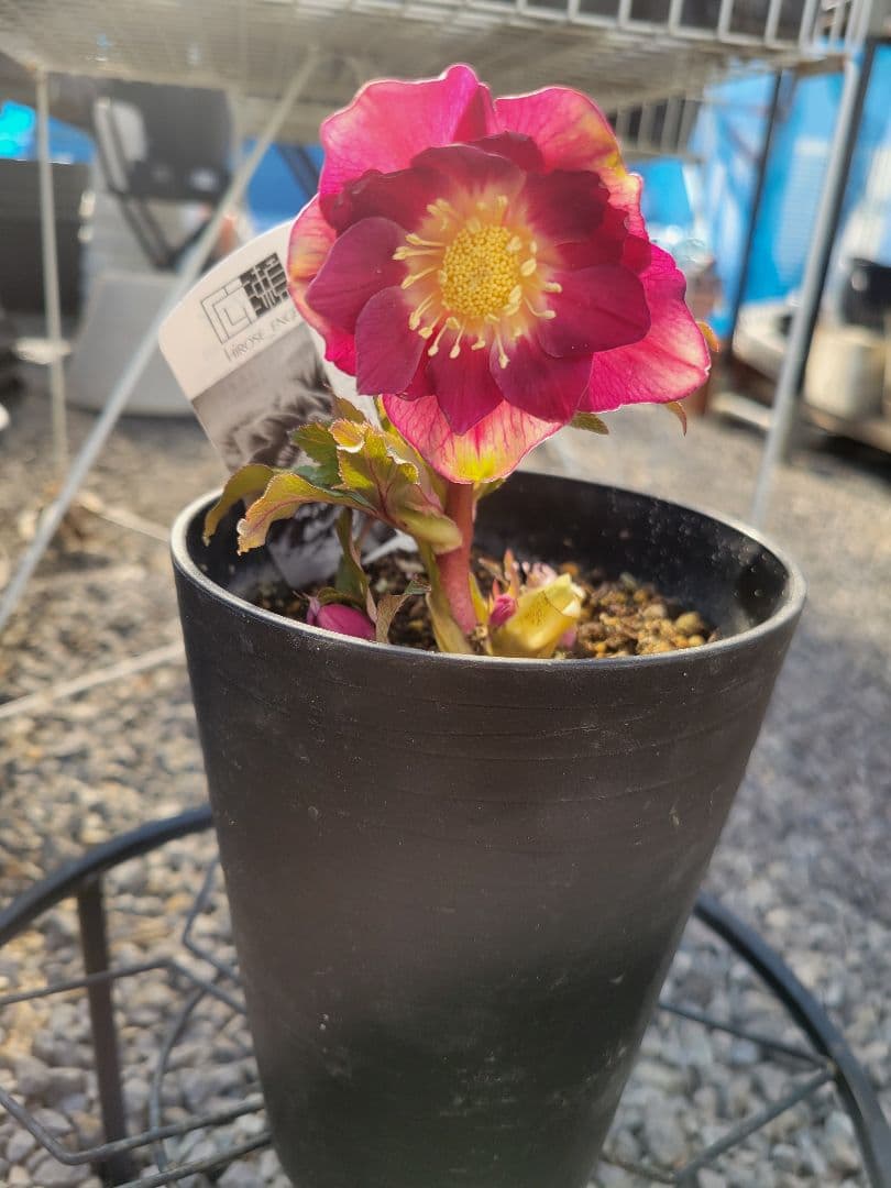 広瀬園芸　オーレアレッドDD　クリスマスローズ