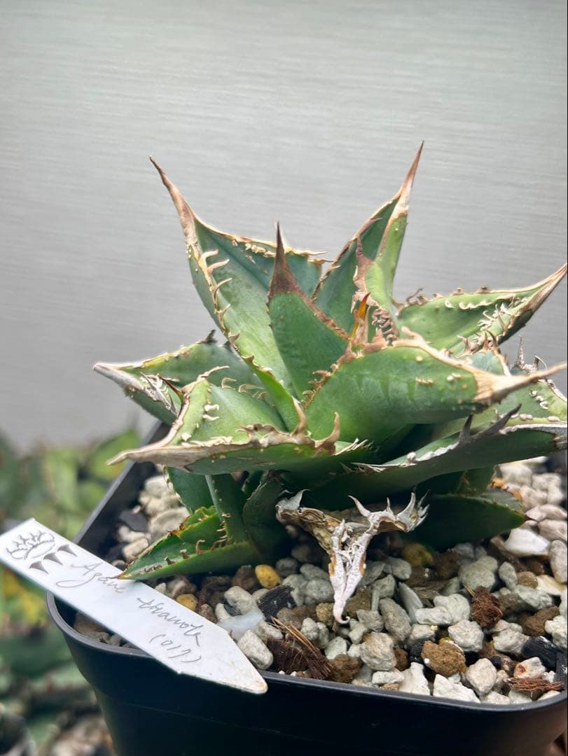 アガベ　dennis017 子株　ぶつぶつ