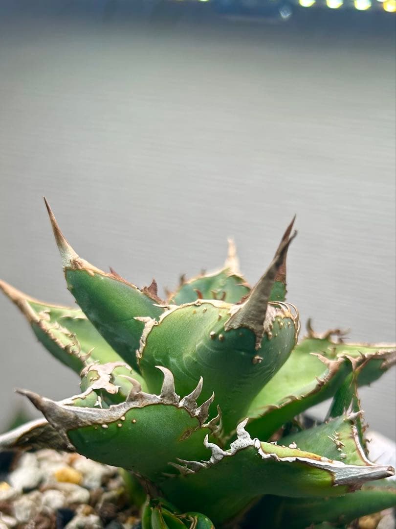 アガベ　dennis017 子株　ぶつぶつ