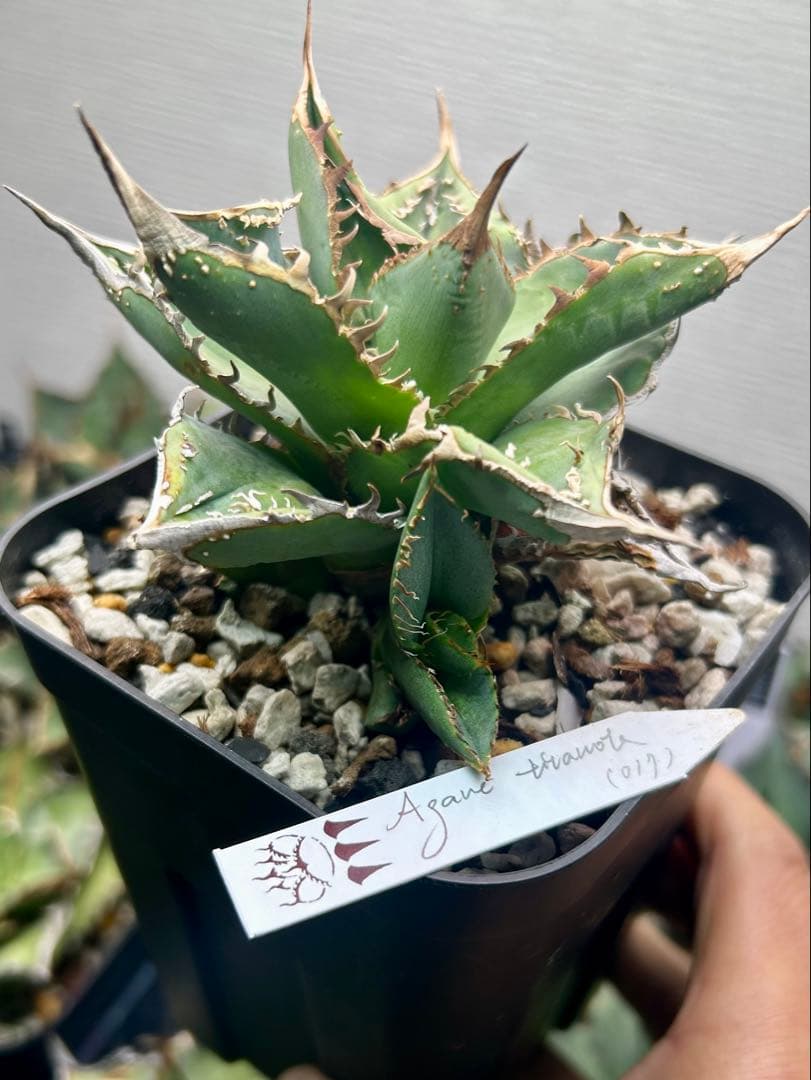 アガベ　dennis017 子株　ぶつぶつ