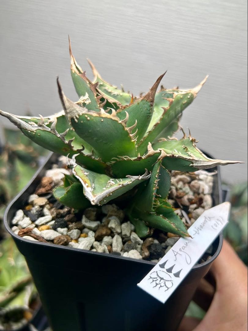 アガベ　dennis017 子株　ぶつぶつ