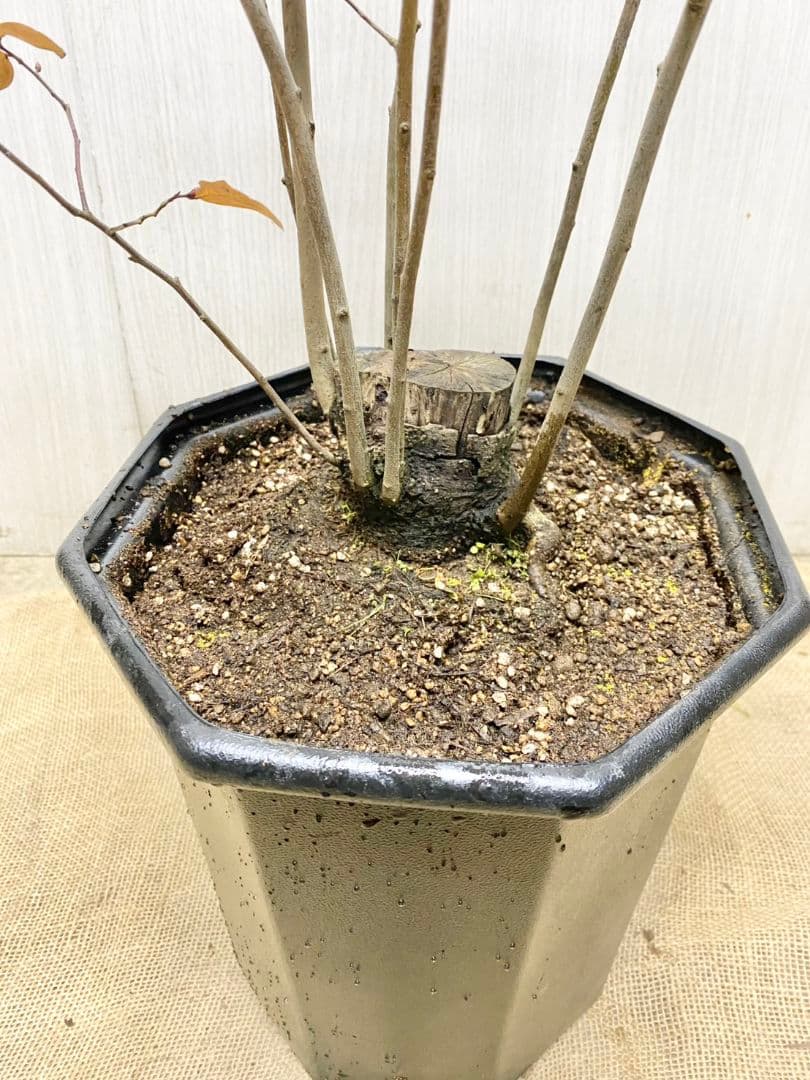 エリーさん専用　ヤマコウバシ　本株　/916 根巻きにて発送