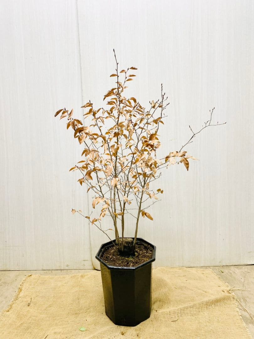 エリーさん専用　ヤマコウバシ　本株　/916 根巻きにて発送