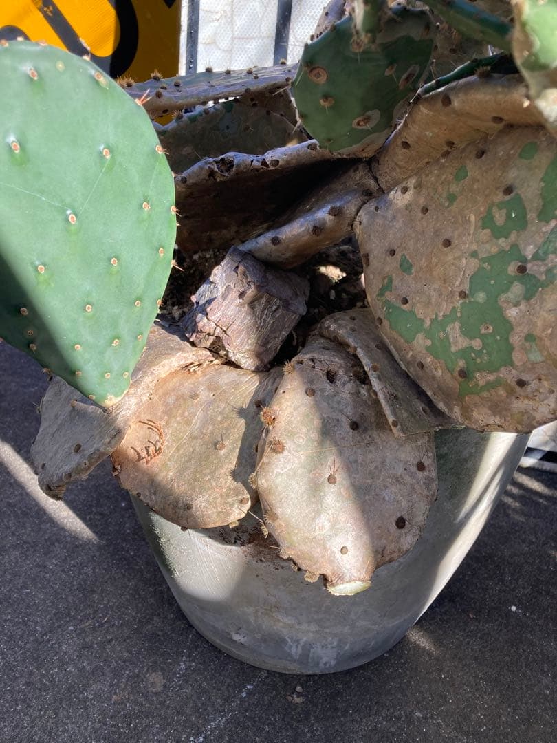 耐寒性オプンチア木質古株コンクリ鉢植えサボテン南国オブジェ　アメリカン　ガレージ