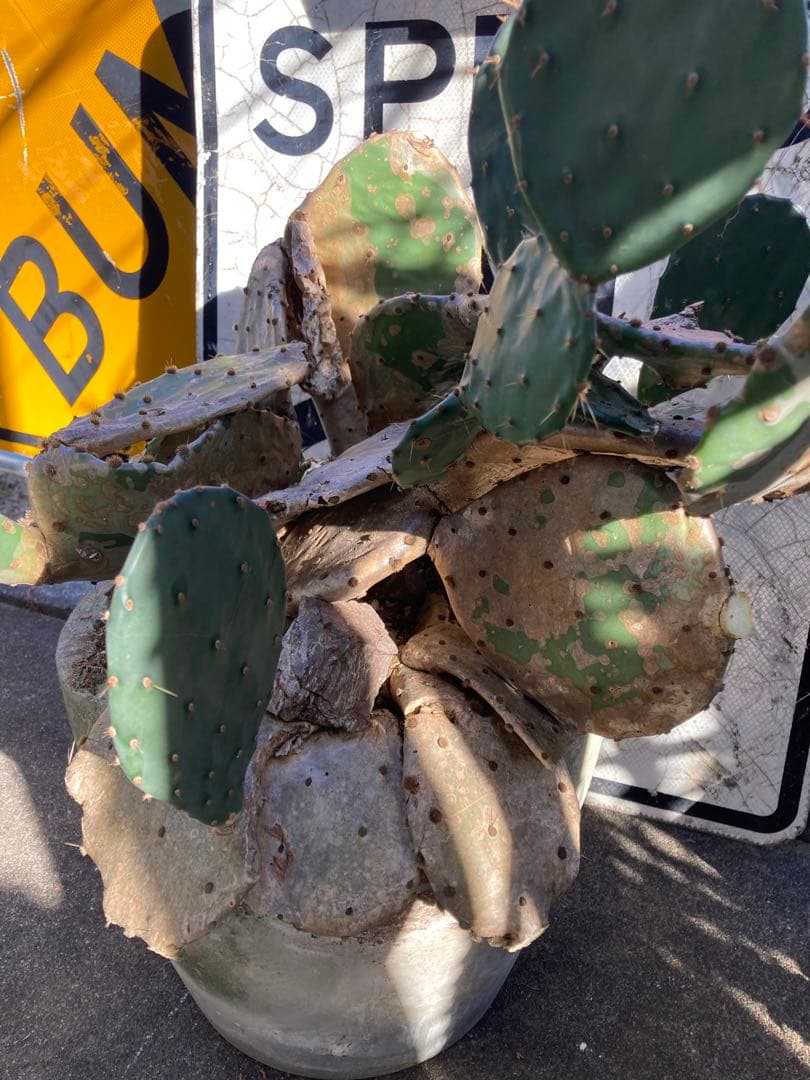 耐寒性オプンチア木質古株コンクリ鉢植えサボテン南国オブジェ　アメリカン　ガレージ