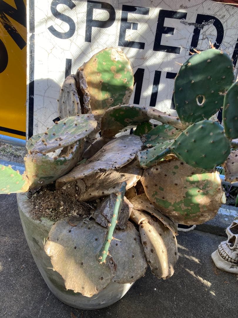 耐寒性オプンチア木質古株コンクリ鉢植えサボテン南国オブジェ　アメリカン　ガレージ