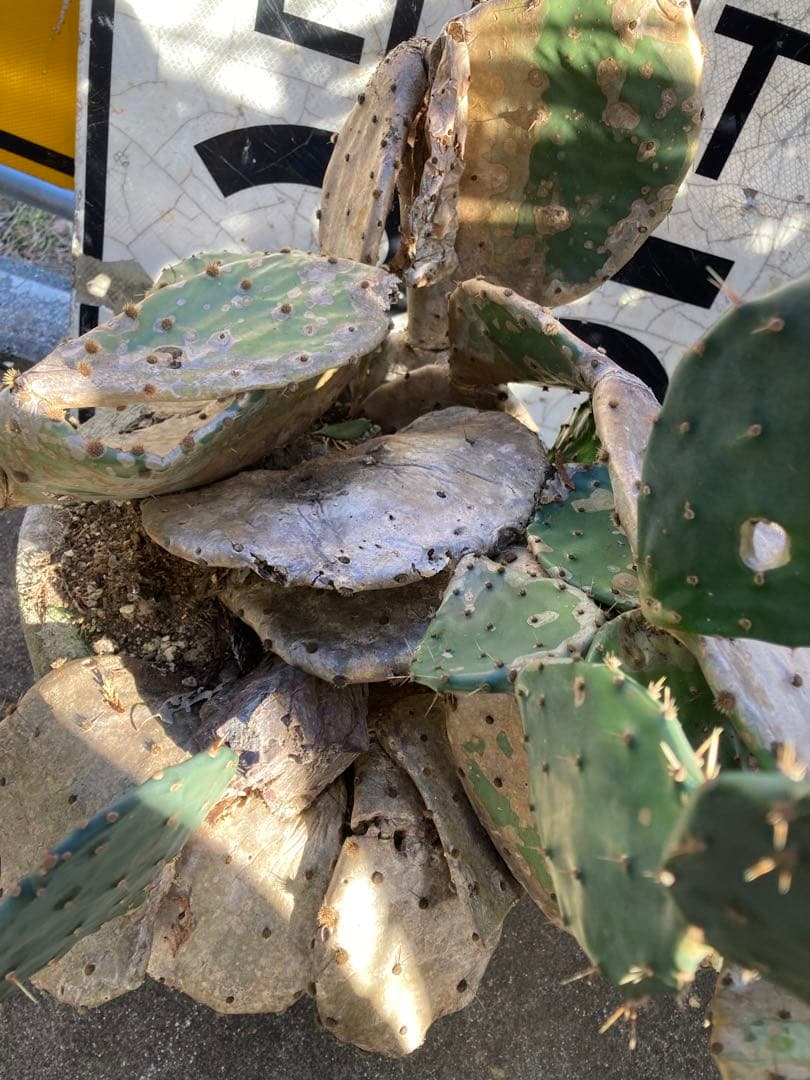 耐寒性オプンチア木質古株コンクリ鉢植えサボテン南国オブジェ　アメリカン　ガレージ