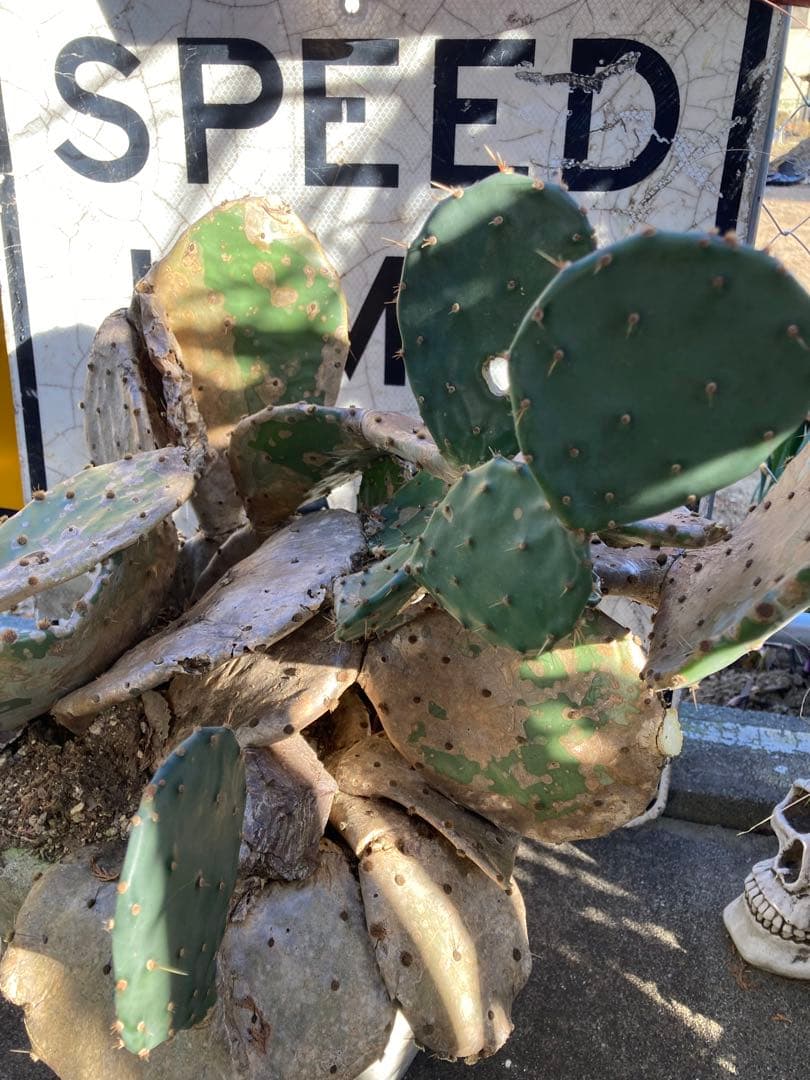 耐寒性オプンチア木質古株コンクリ鉢植えサボテン南国オブジェ　アメリカン　ガレージ