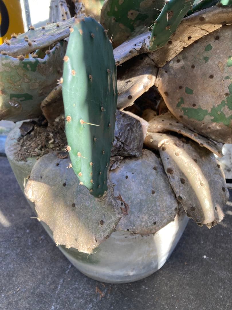 耐寒性オプンチア木質古株コンクリ鉢植えサボテン南国オブジェ　アメリカン　ガレージ