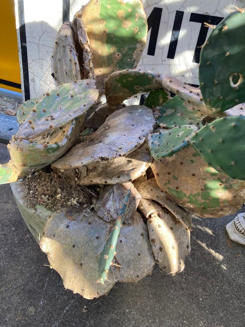 耐寒性オプンチア木質古株コンクリ鉢植えサボテン南国オブジェ　アメリカン　ガレージ