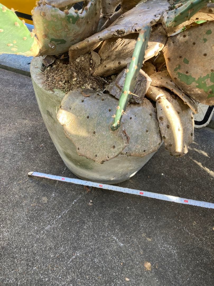 耐寒性オプンチア木質古株コンクリ鉢植えサボテン南国オブジェ　アメリカン　ガレージ