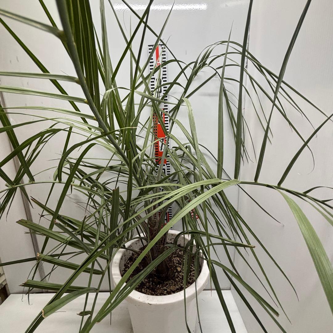 《希少》ココスヤシ　１０号(30cm)鉢　#577