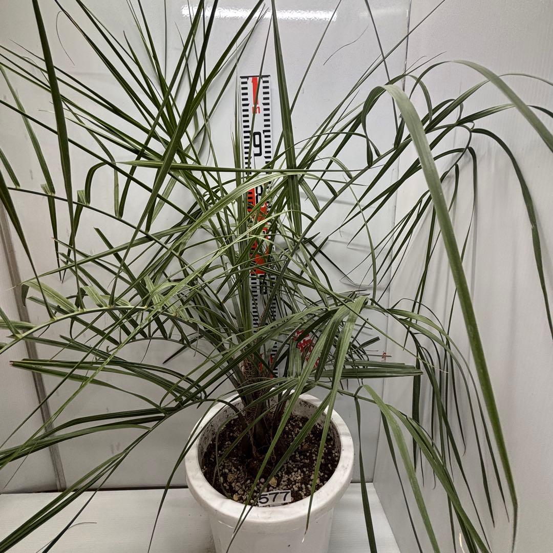 《希少》ココスヤシ　１０号(30cm)鉢　#577