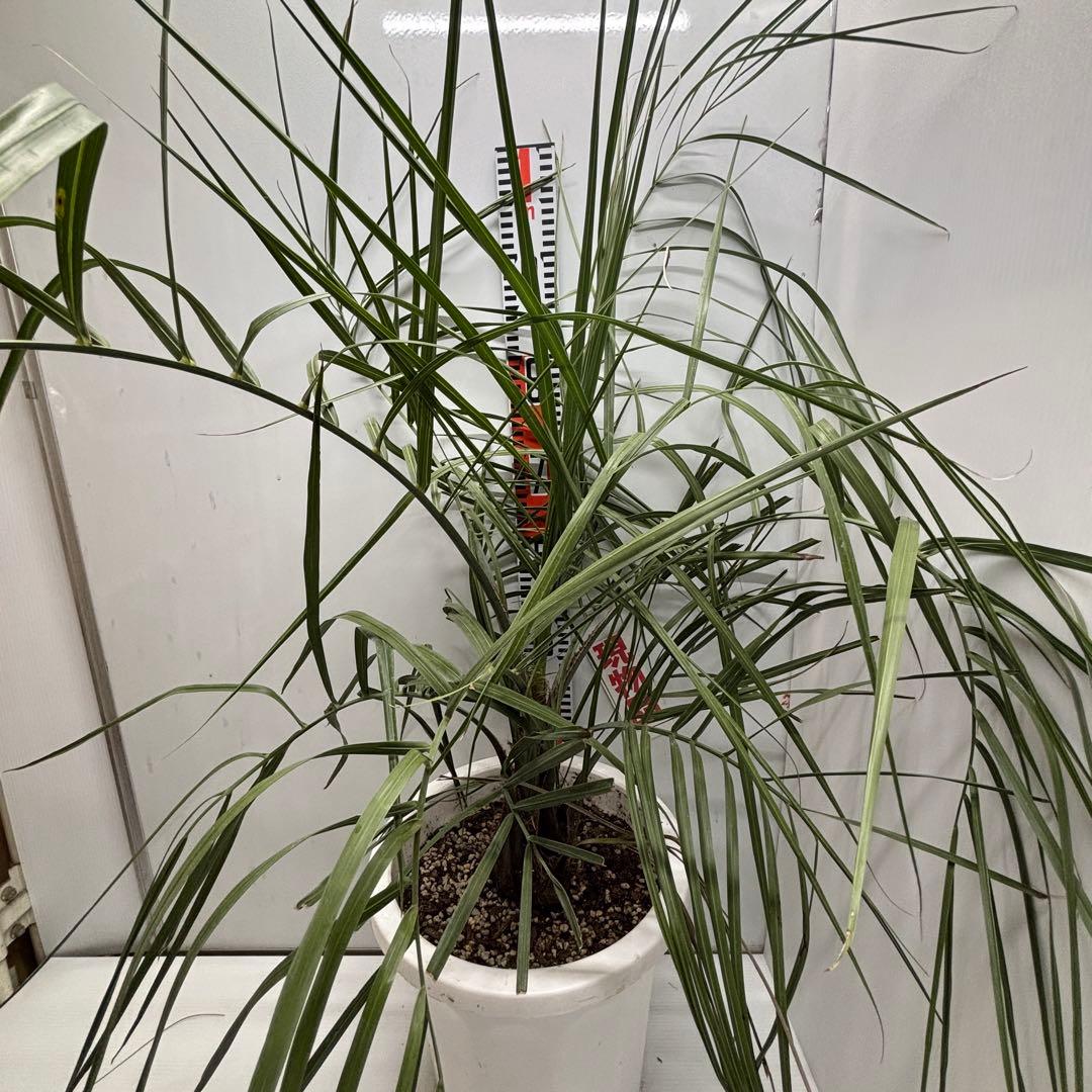 《希少》ココスヤシ　１０号(30cm)鉢　#577