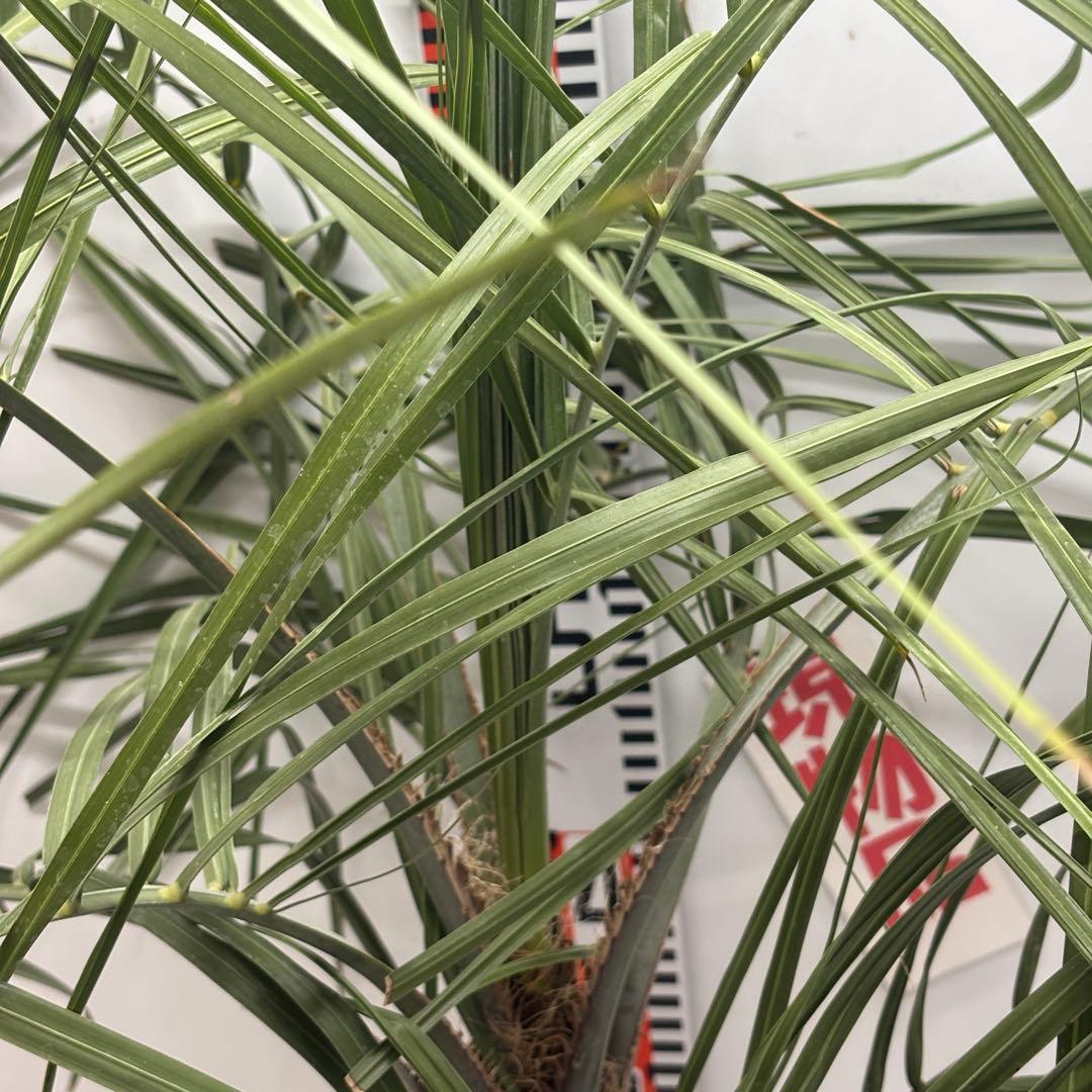 《希少》ココスヤシ　１０号(30cm)鉢　#577