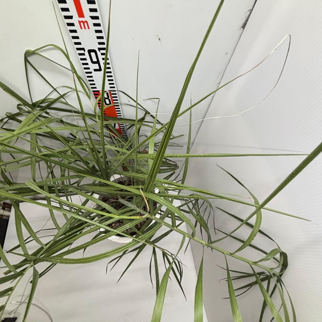 《希少》ココスヤシ　１０号(30cm)鉢　#577