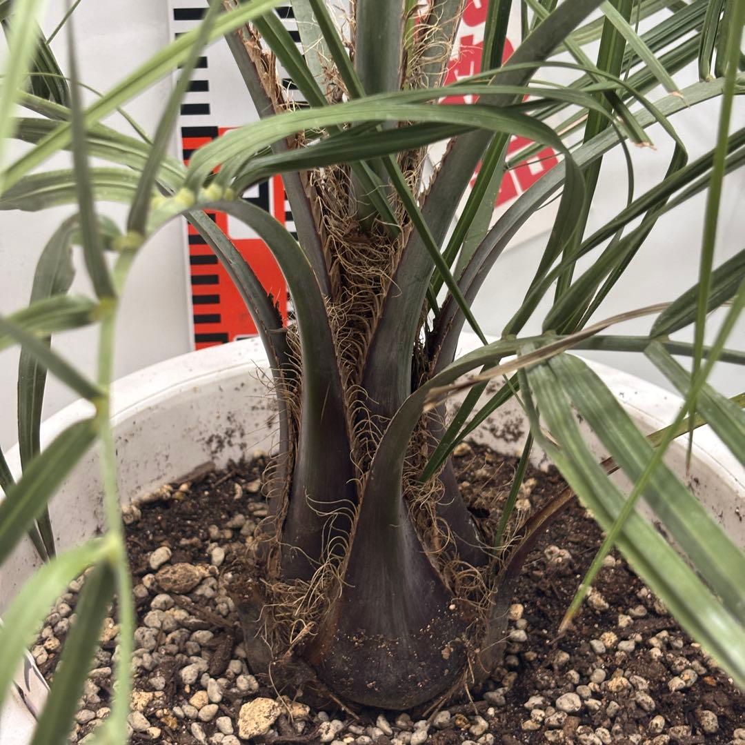《希少》ココスヤシ　１０号(30cm)鉢　#577