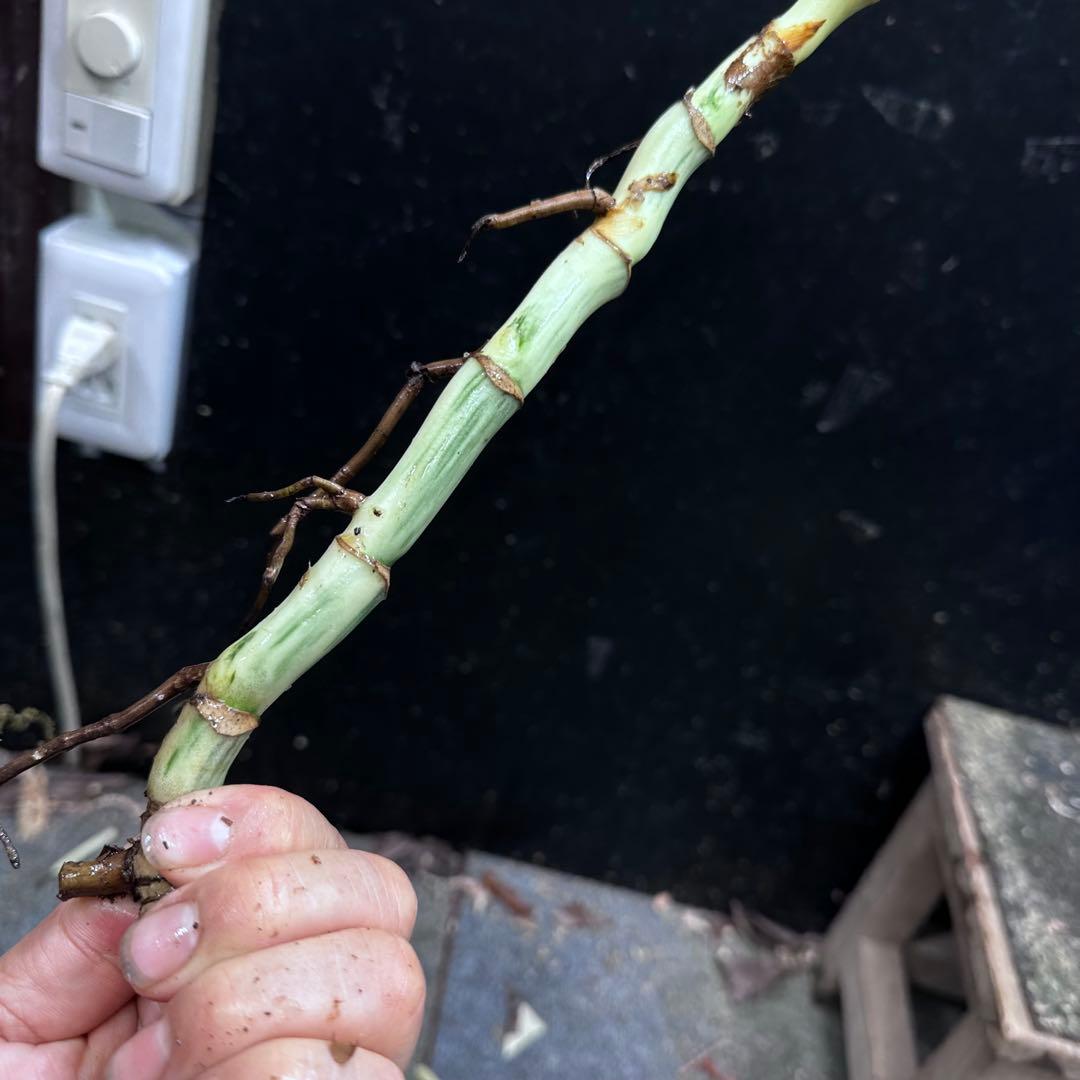 斑入りモンステラホワイトタイガー茎7株おまとめ