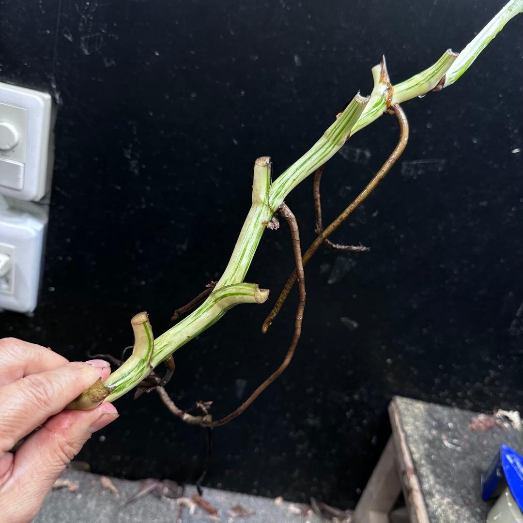 斑入りモンステラホワイトタイガー茎7株おまとめ