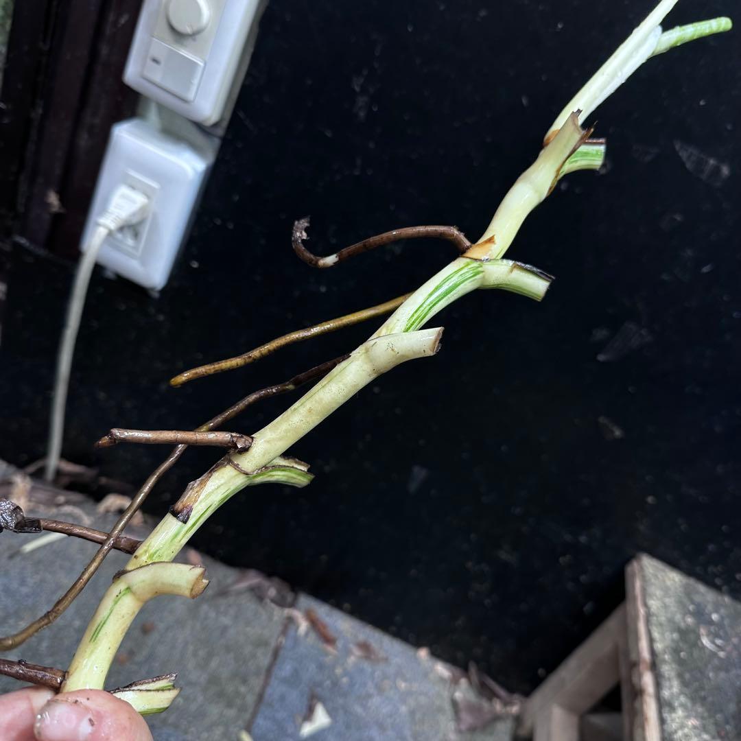 斑入りモンステラホワイトタイガー茎7株おまとめ